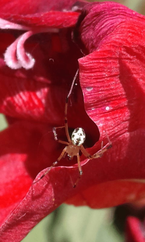 Linyphiidae?  No, Theridiidae: Heterotheridion nigrovariegatum